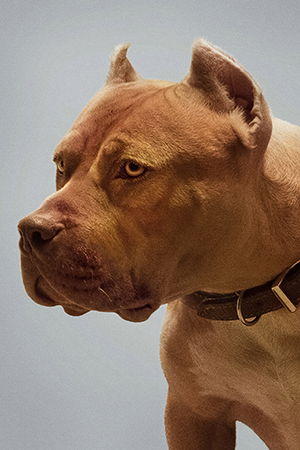 20-собачка.jpg 20-собачка.jpg