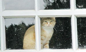 «Кудиновская» порода